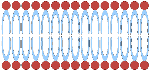 doppellipid2