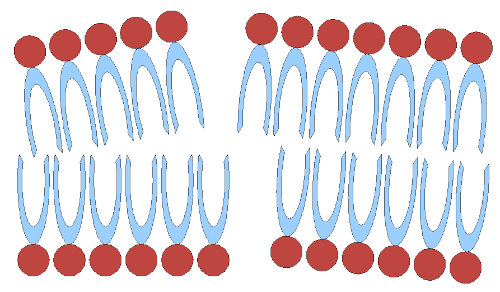 doppellipid1